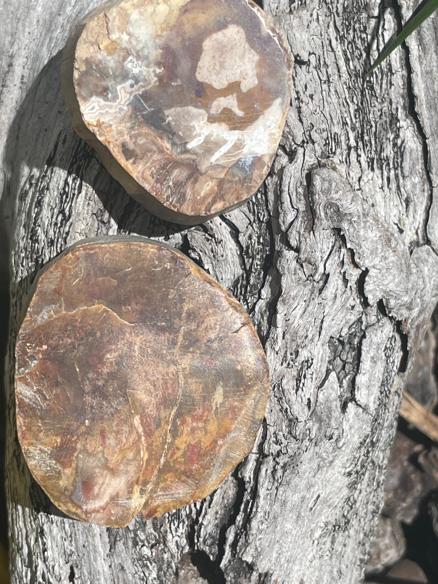 petrified wood slab twin pack