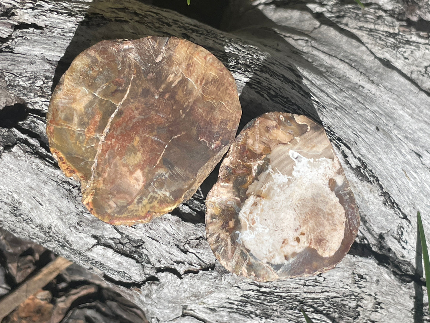 petrified wood slab twin pack