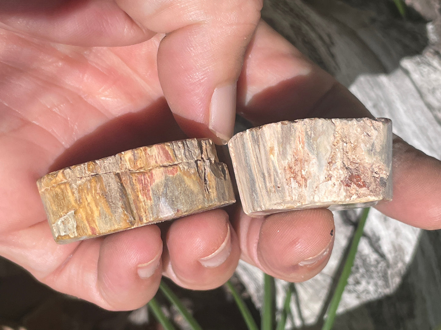petrified wood slab twin pack