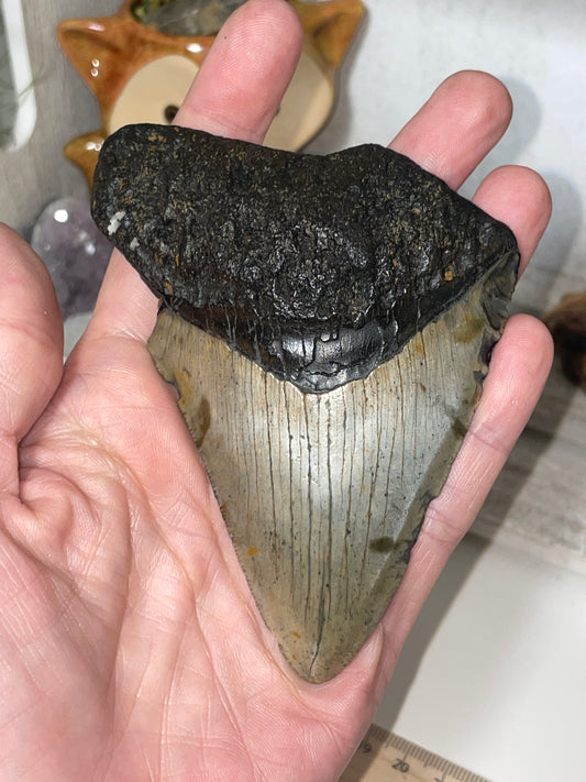 Genuine Megladon tooth