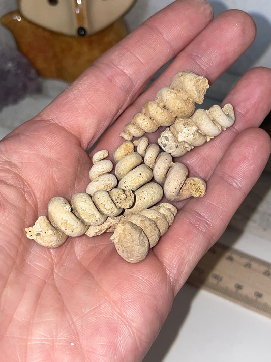High grade spiral fossil shells