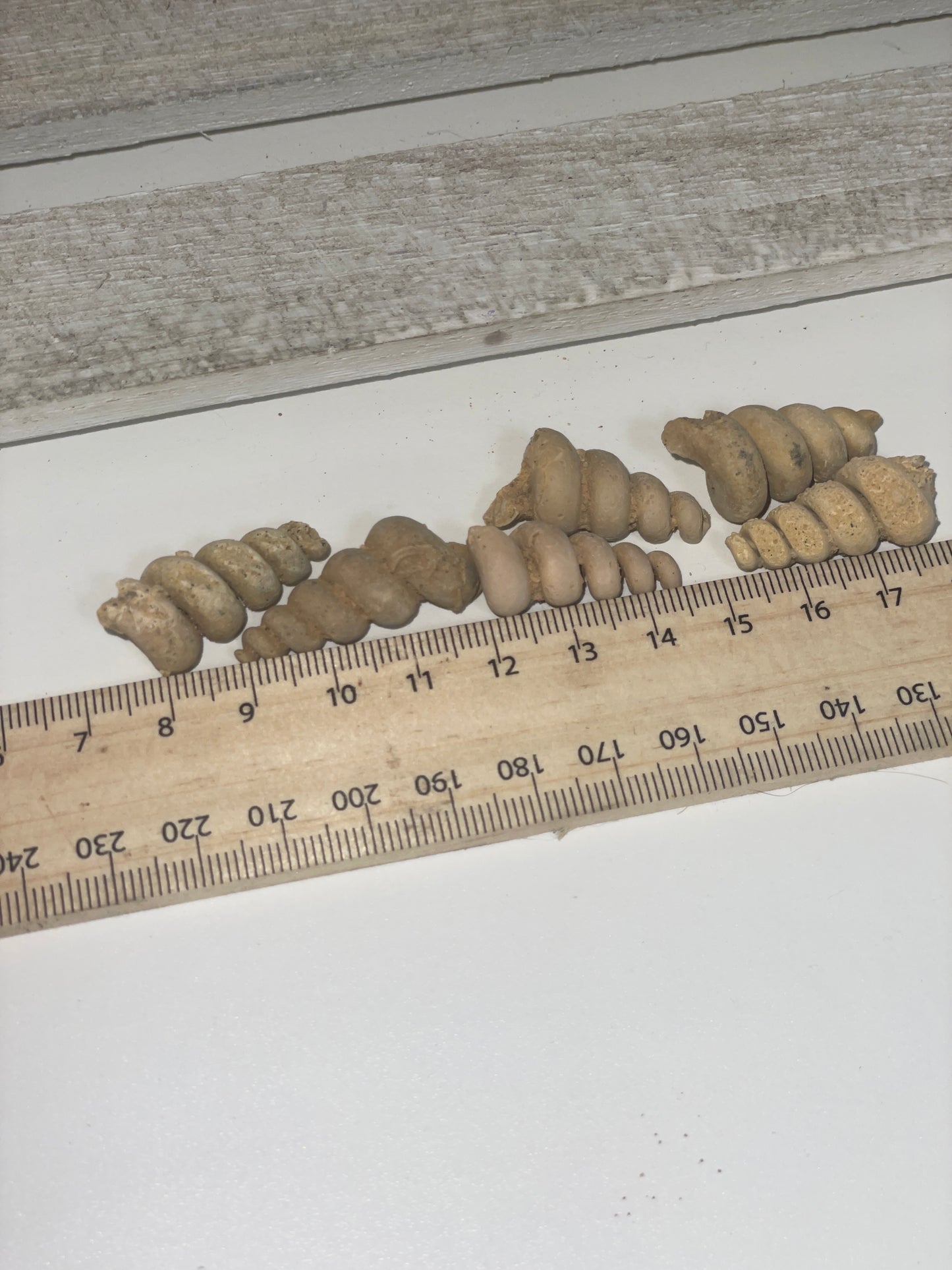 High grade spiral fossil shells