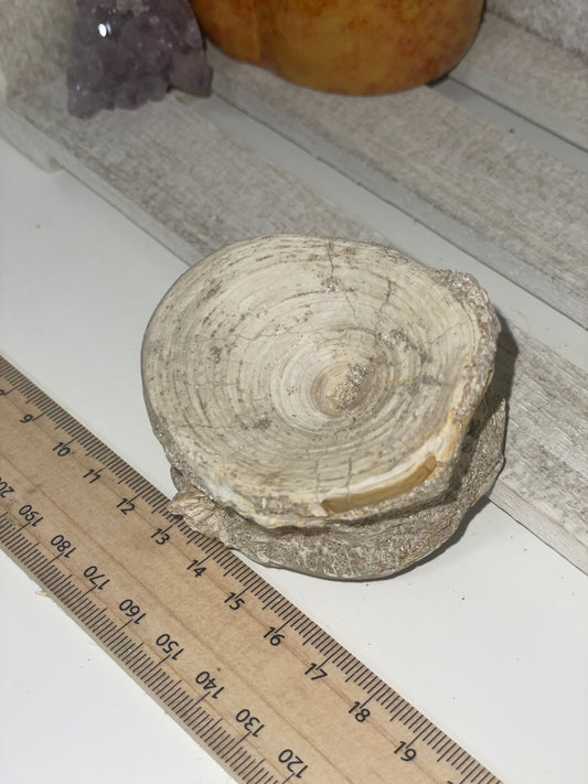 Fossilised shark vertebrae (3)