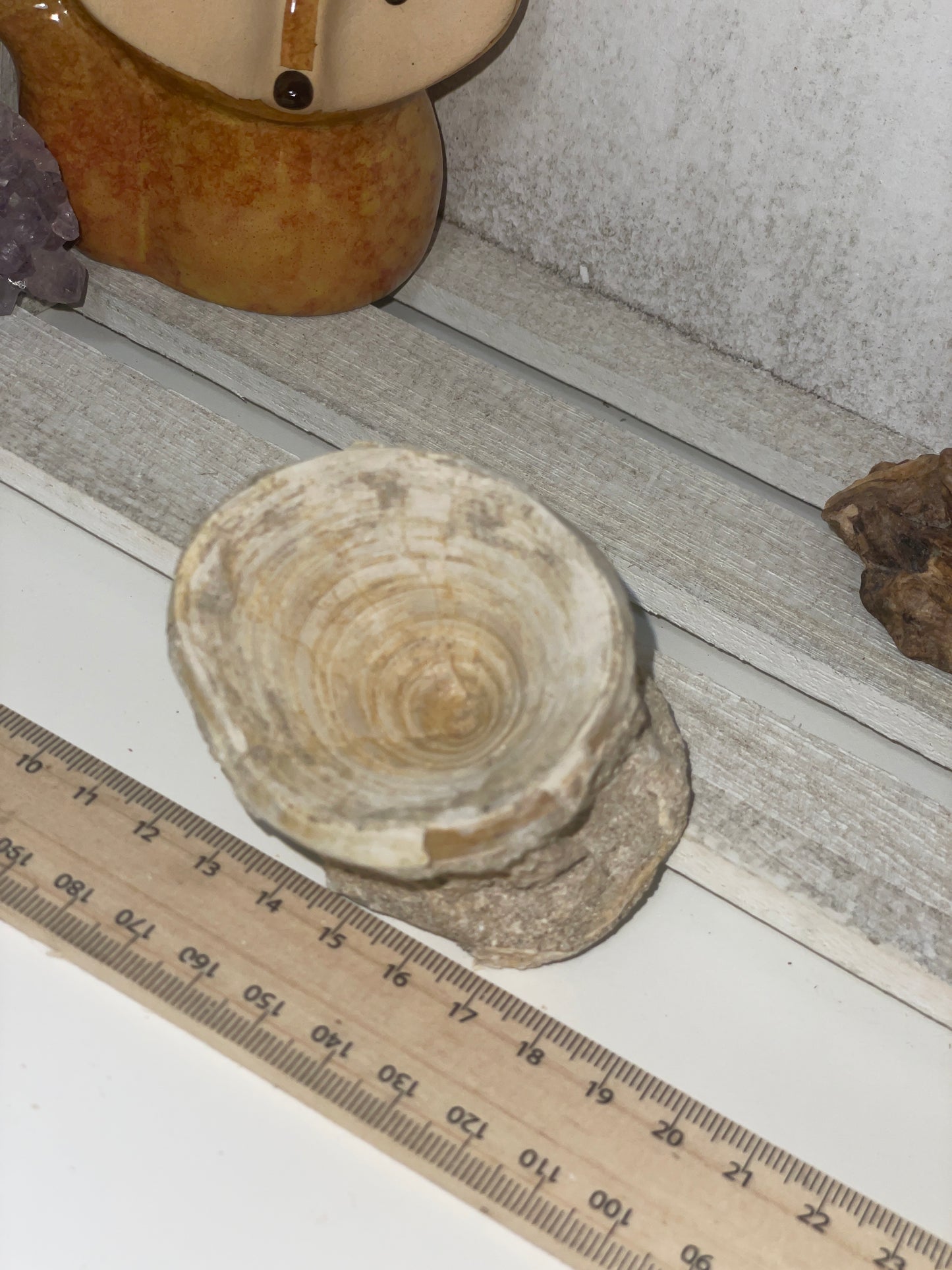 Fossilised shark vertebrae (3)