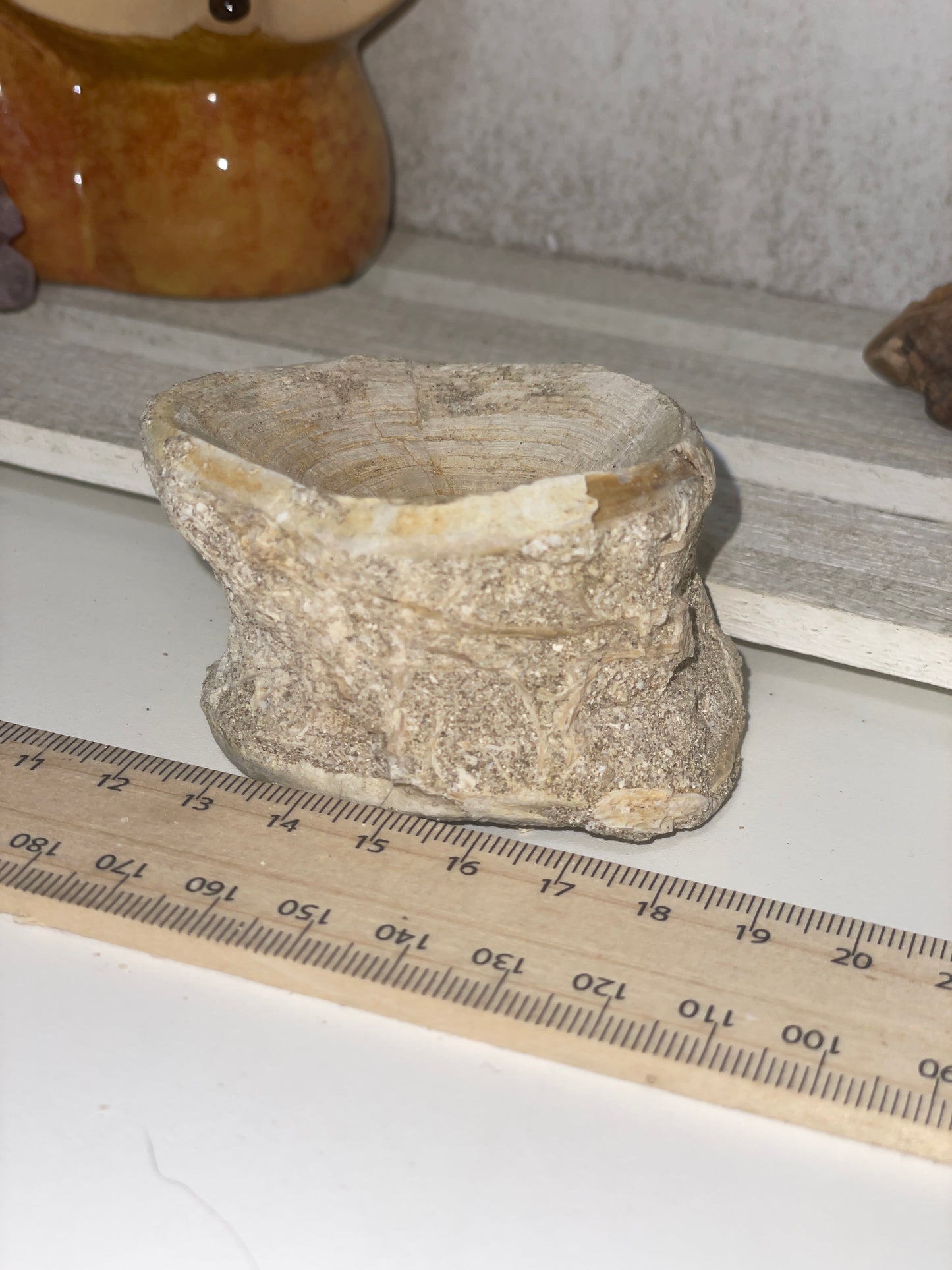 Fossilised shark vertebrae (3)