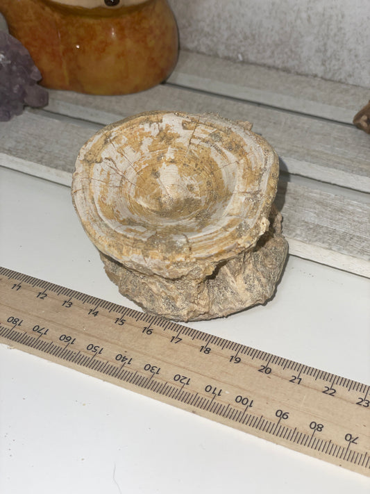 Fossilised shark vertebrae (2)