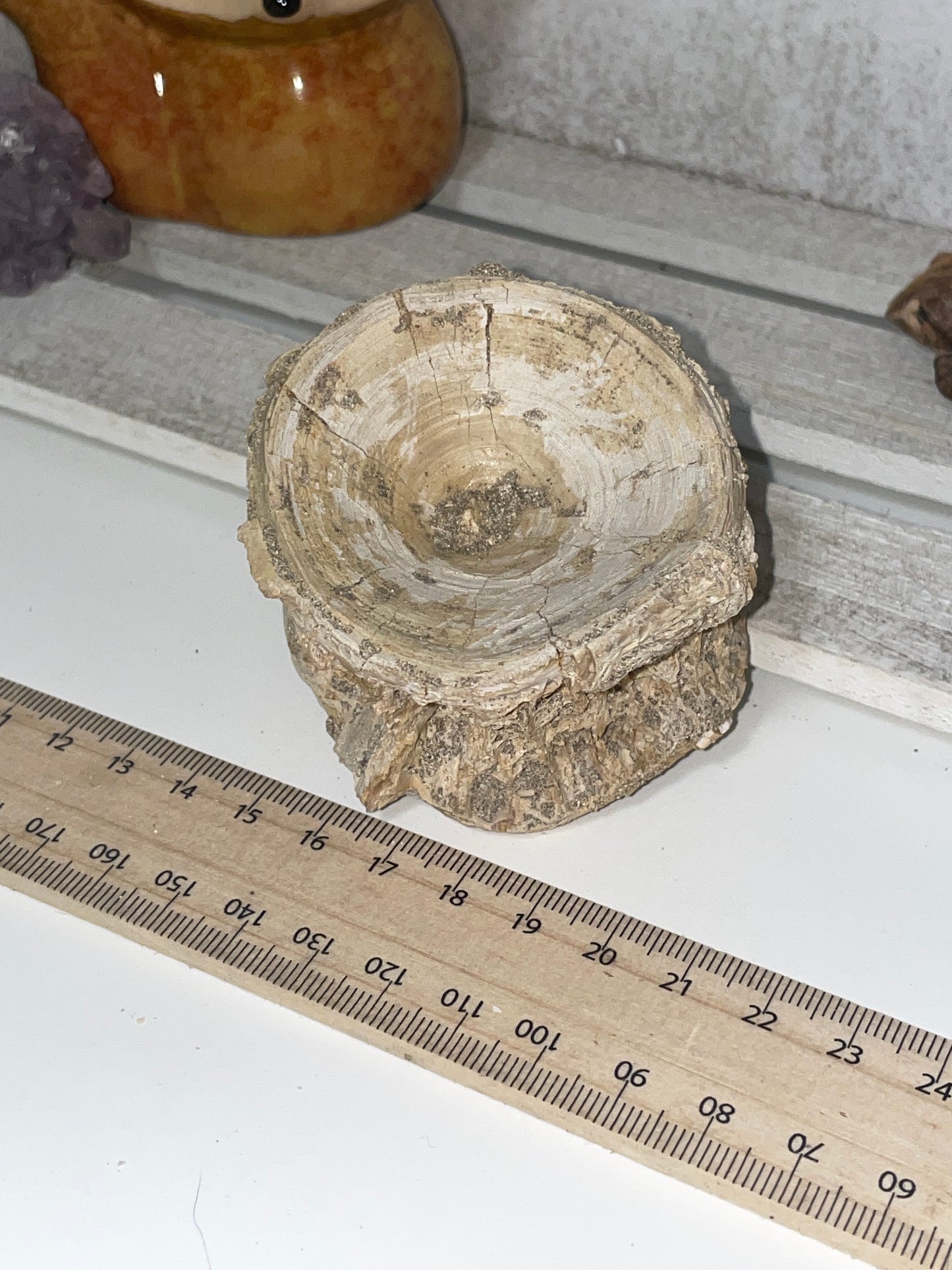 Fossilised shark vertebrae (2)