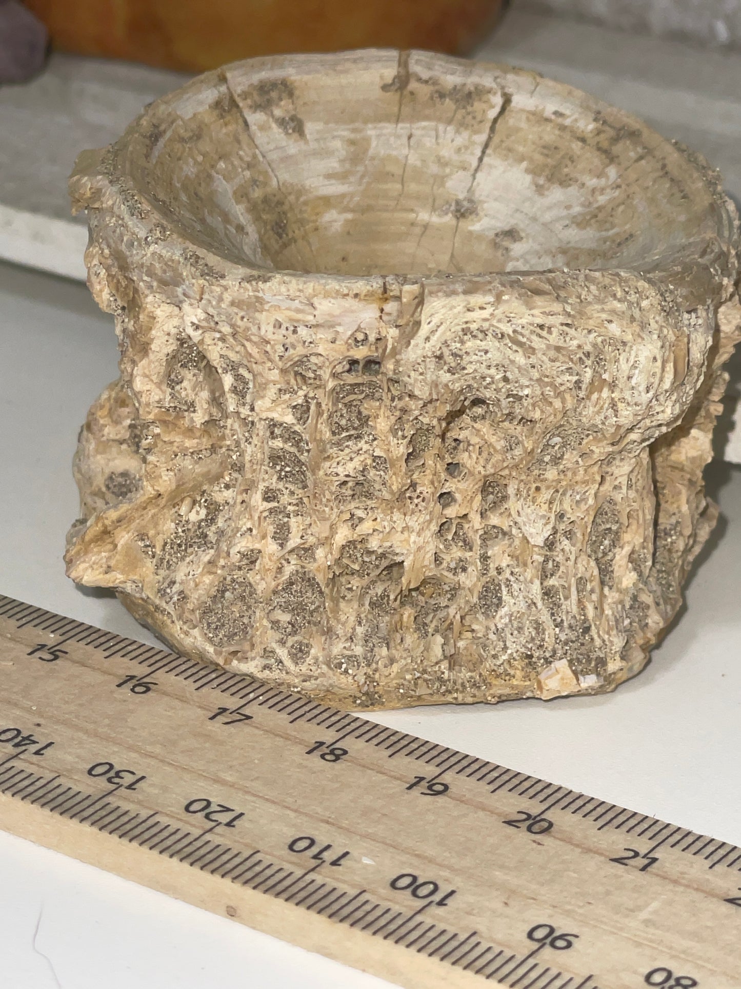 Fossilised shark vertebrae (2)