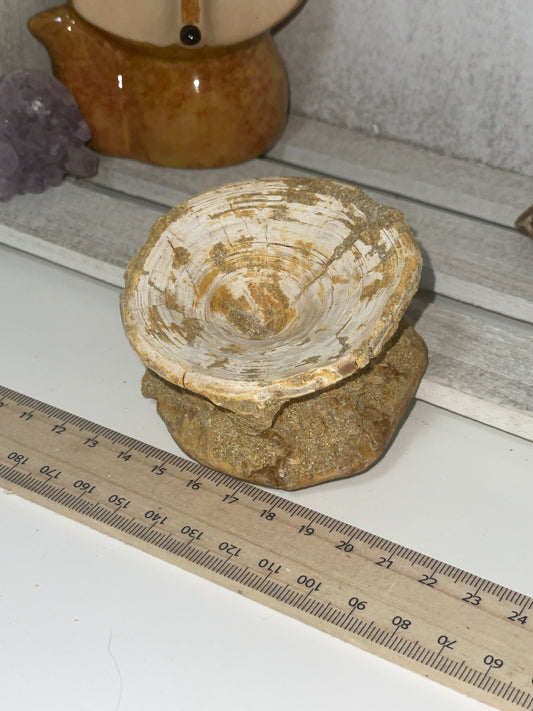 Fossilised shark vertebrae